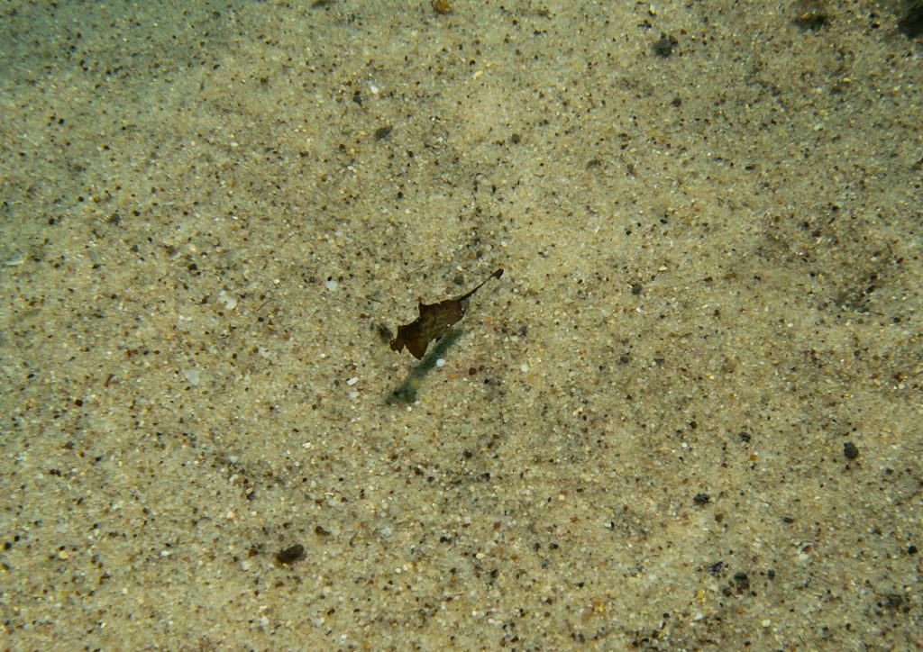 Lilac Tipped Basslet-Pseudanthias rubrizonatus Photo by Tom Davis