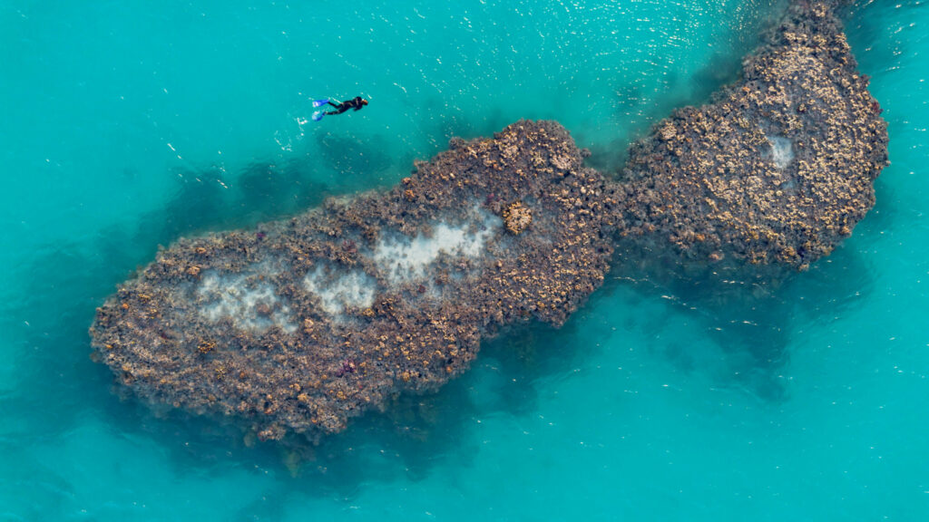 Patch reef in perspective; By Turnbull