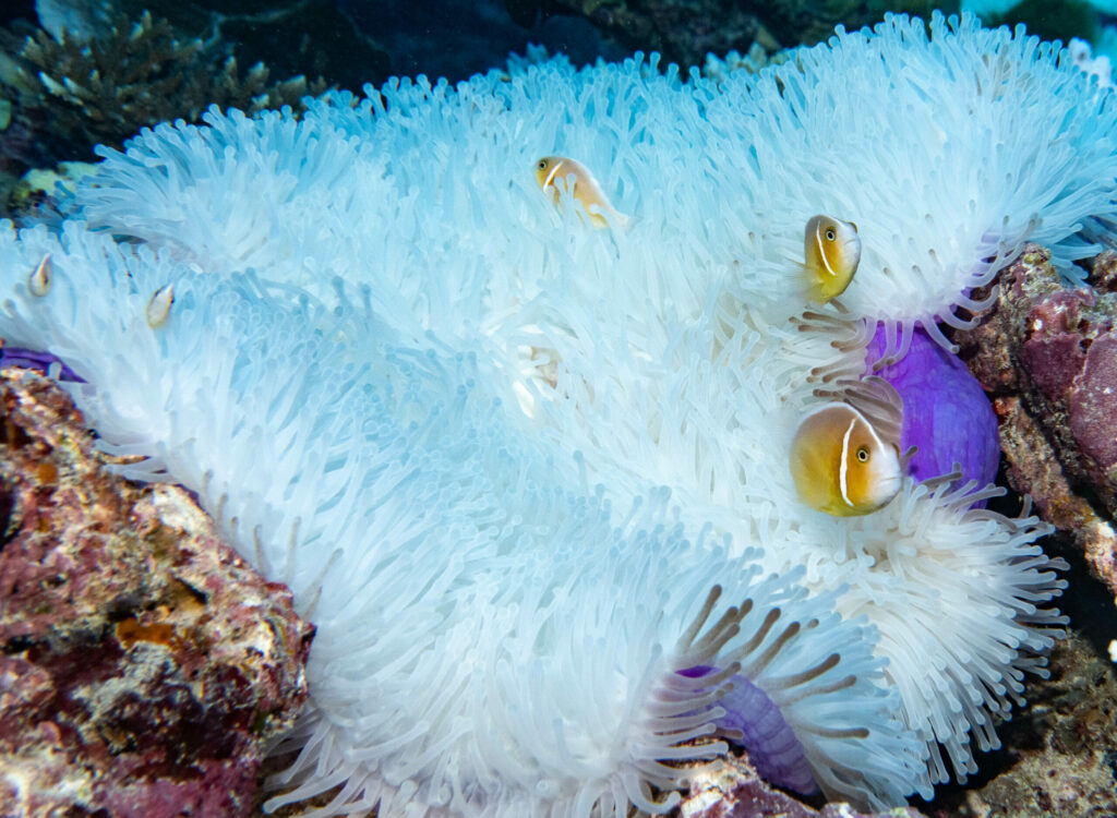 Bleached anemone with Amphiprion perideraion (pink anenomefish); By John Turnbull