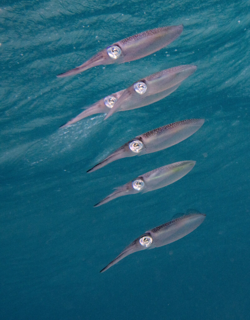 Squid formation, Sepioteuthis lessoniana; By John Turnbull