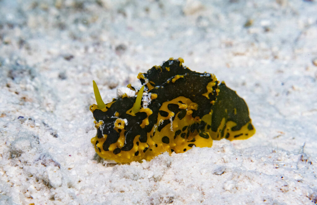 Notodoris gardineri nudibranch; John Turnbull