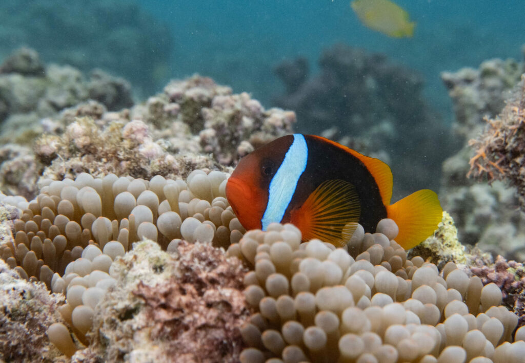 Amphiprion melanopus (Blackback anemonefish); By John Turnbull