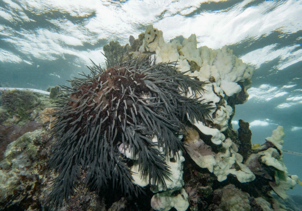 Crown of thorns sea star eating coral; By John Turnbull